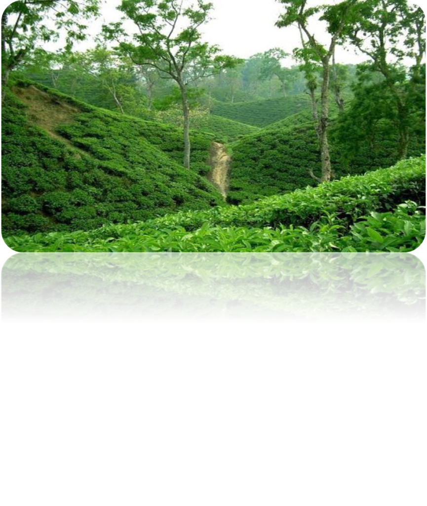 Sreemangal